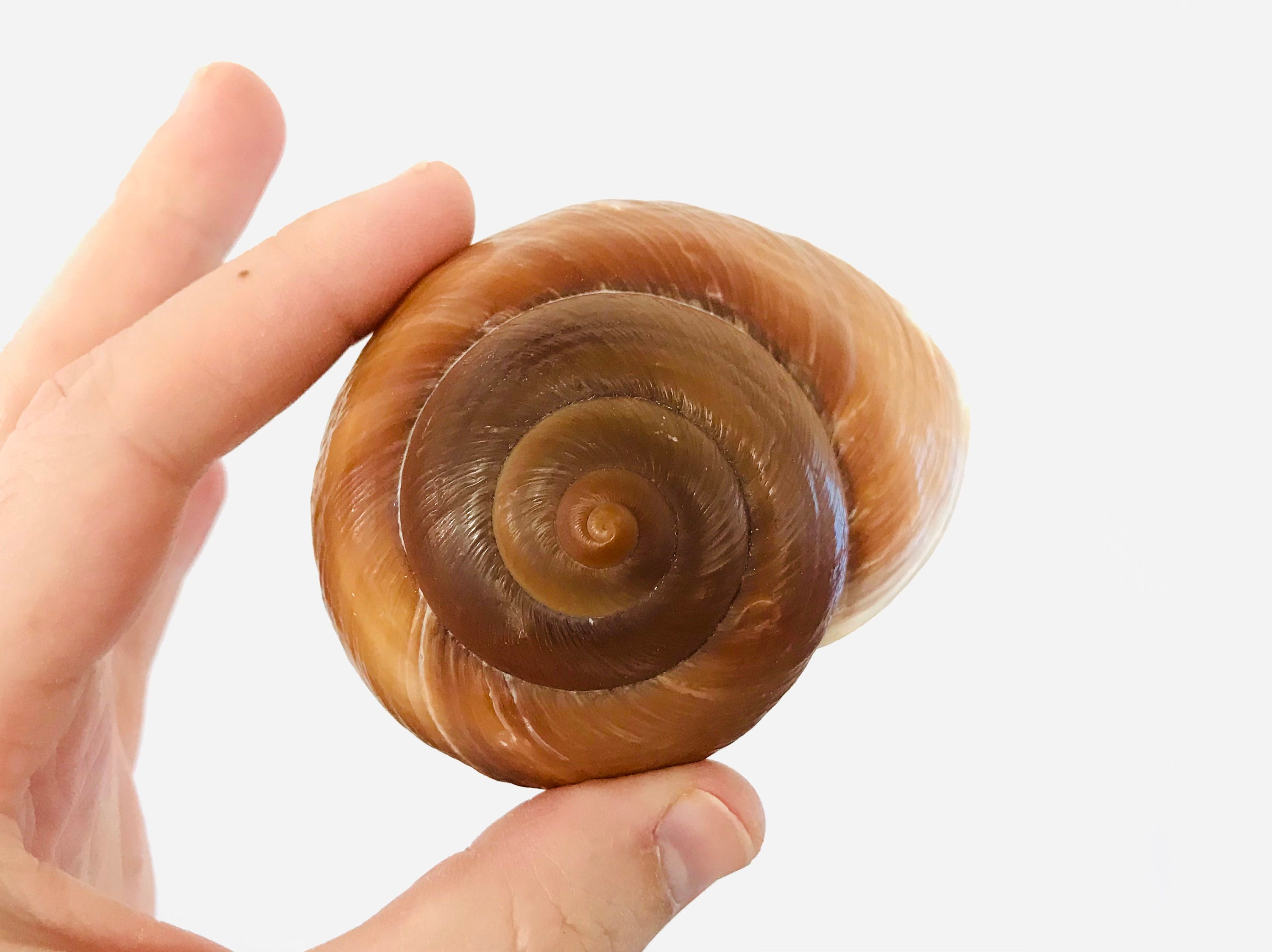 Terrestrial Shell Snail Shell Ryssota Of UK stickhealthcare.co.uk