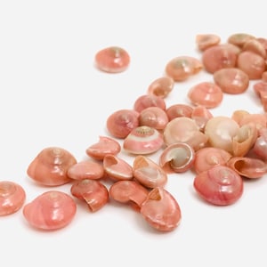 Peut inclure: Une collection de petites coquillages roses avec un éclat nacré. Les coquillages sont disposés en un tas lâche sur un fond blanc.