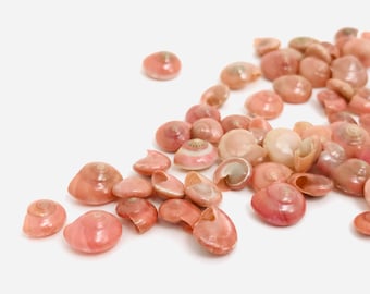 Peut inclure: Une collection de petites coquillages roses avec un éclat nacré. Les coquillages sont disposés en un tas lâche sur un fond blanc.