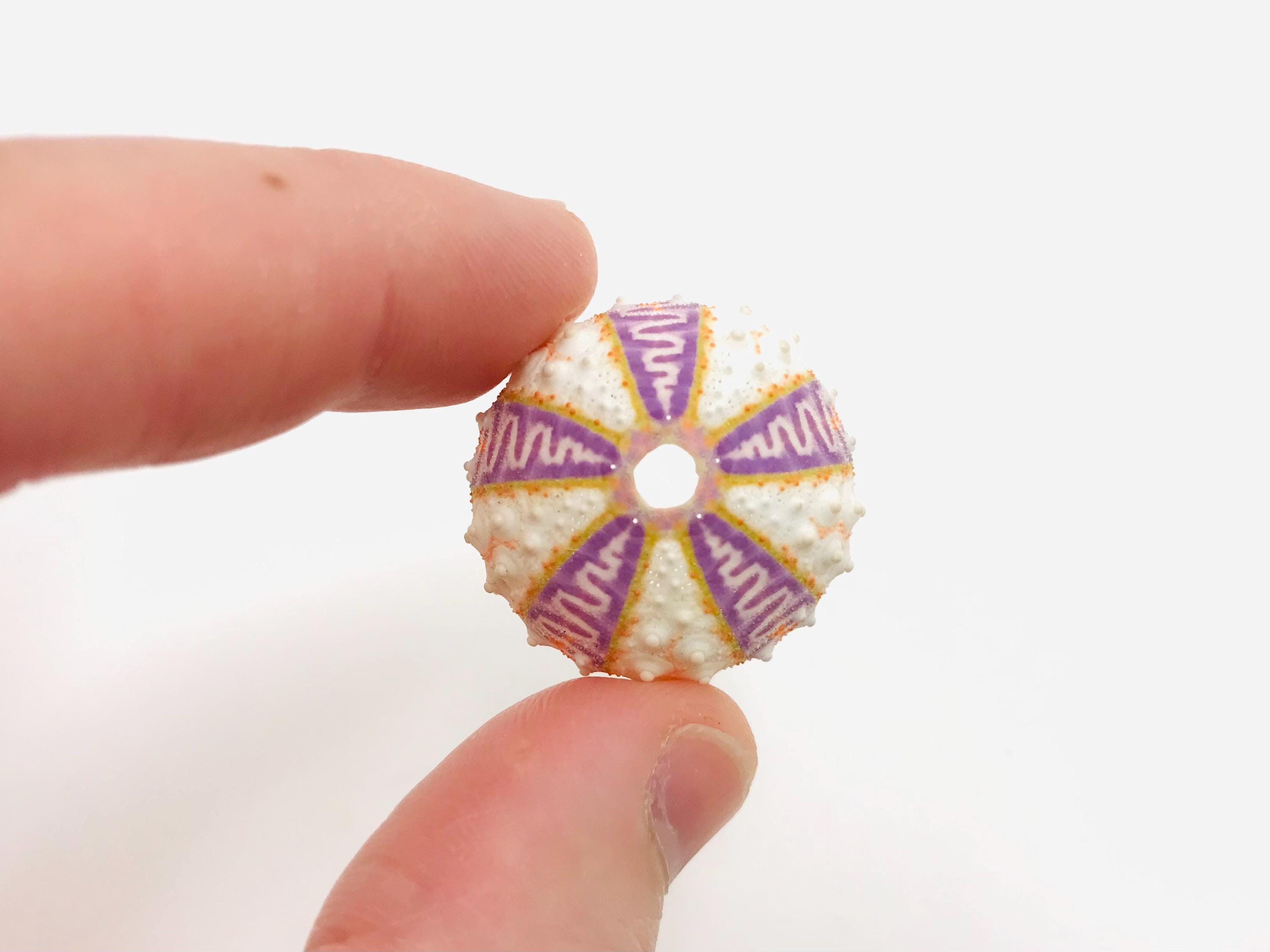 Sea Urchin Coelopleurus Exquisitus 28 Mm - Rare Marine Specimen
