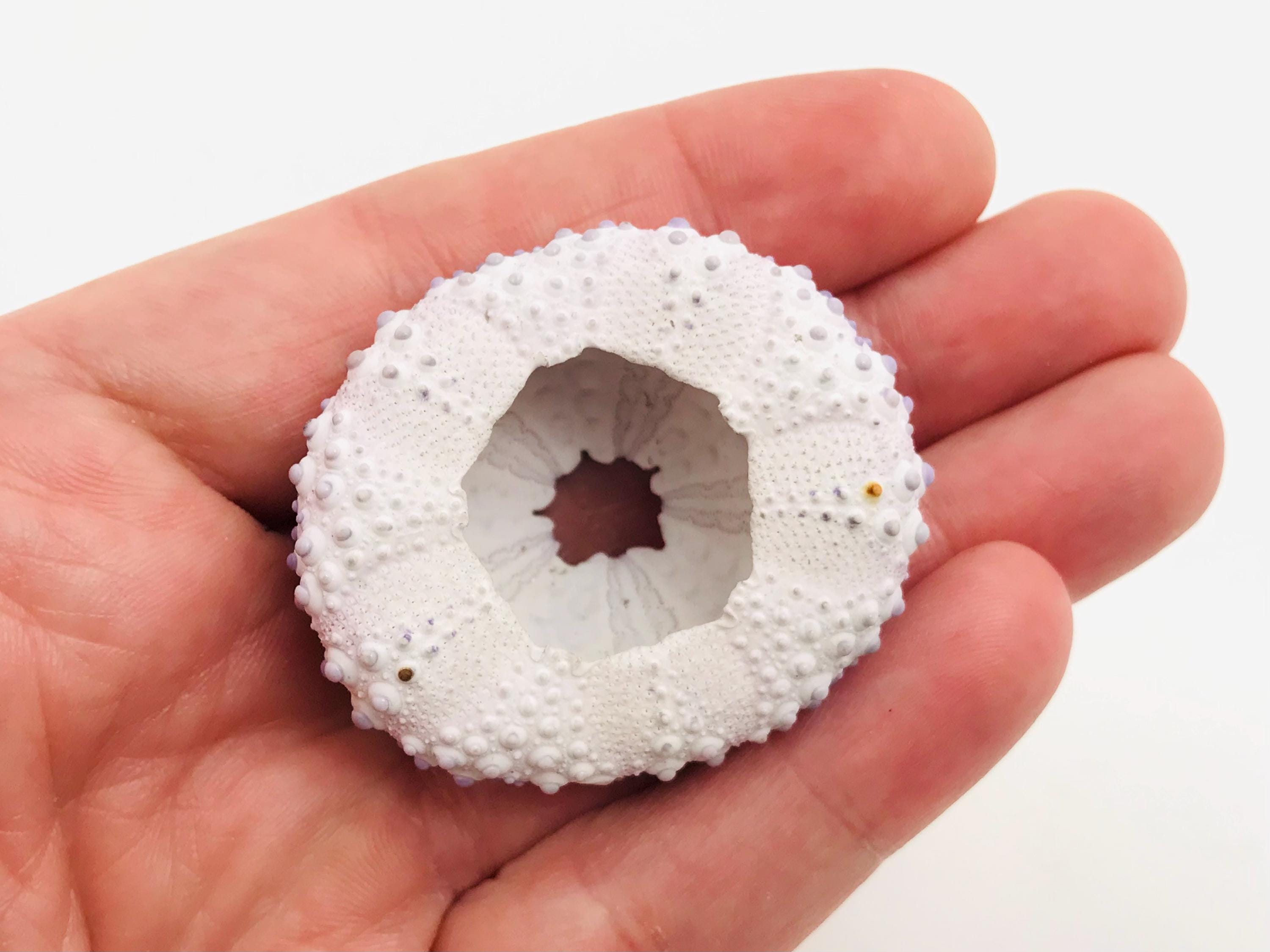 Sea Urchin, Colobocentrotus Atratus, Sea Urchin Shell