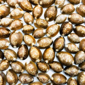 Può includere: Una collezione di conchiglie marroni e bianche con un motivo maculato. Le conchiglie sono di forma ovale e hanno una finitura liscia e lucida.