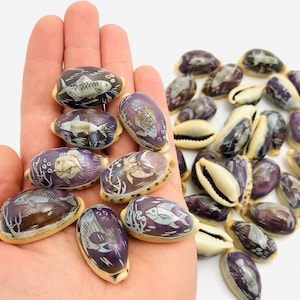 Engraved shell, cowrie, porcelain, cabinet of curiosities, purple shell, small shell, carved shell, decorative shell