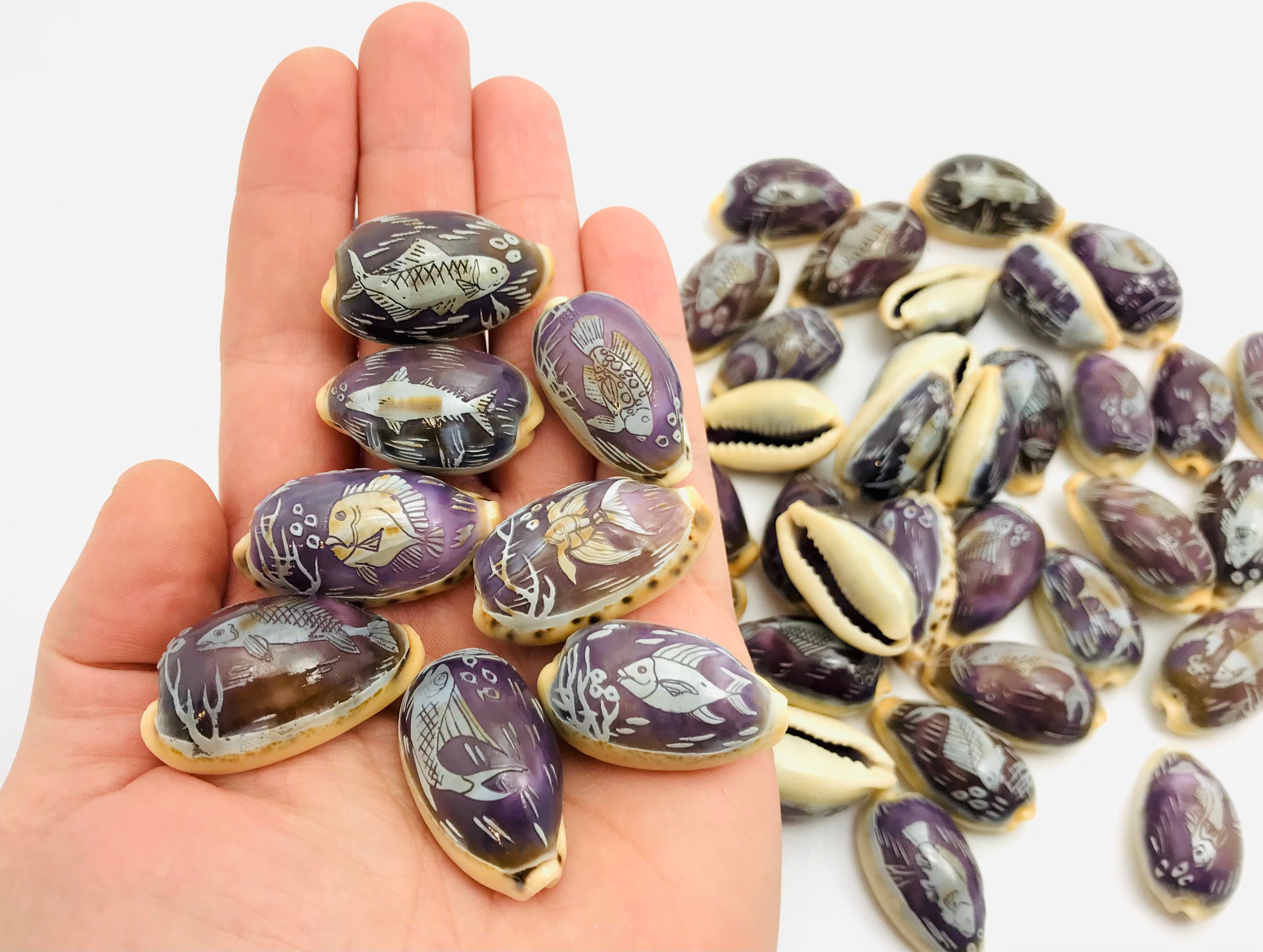 Coquillage Gravé, Cauri, Porcelaine, Cabinet de Curiosité, Coquillage Violet, Petit Coquillage, Scul