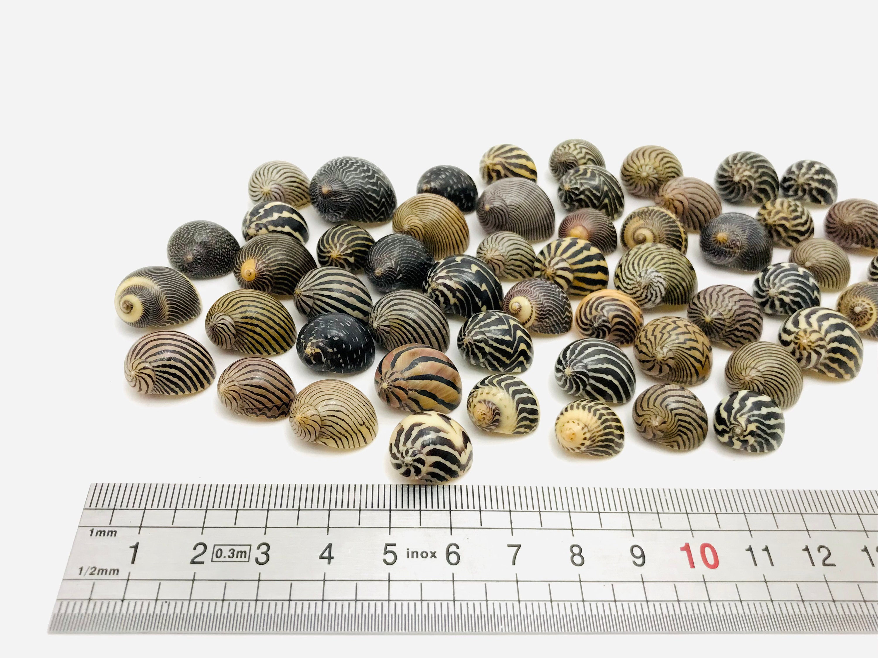 - Collectible Etsy for Curiosity Zebra Shells, Striped Leisure, Creative Shells Shell, Cabinet, Shell Neritina, Small Nerite