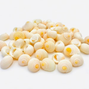 Può includere: Un mucchio di piccole conchiglie bianche con un centro giallo. Le conchiglie sono lisce e hanno un motivo a spirale.