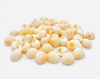 Nerita plicata, small shell, yellow nerite, collector&#39;s shell, cabinet of curiosities, neritina, mini shell, creative leisure