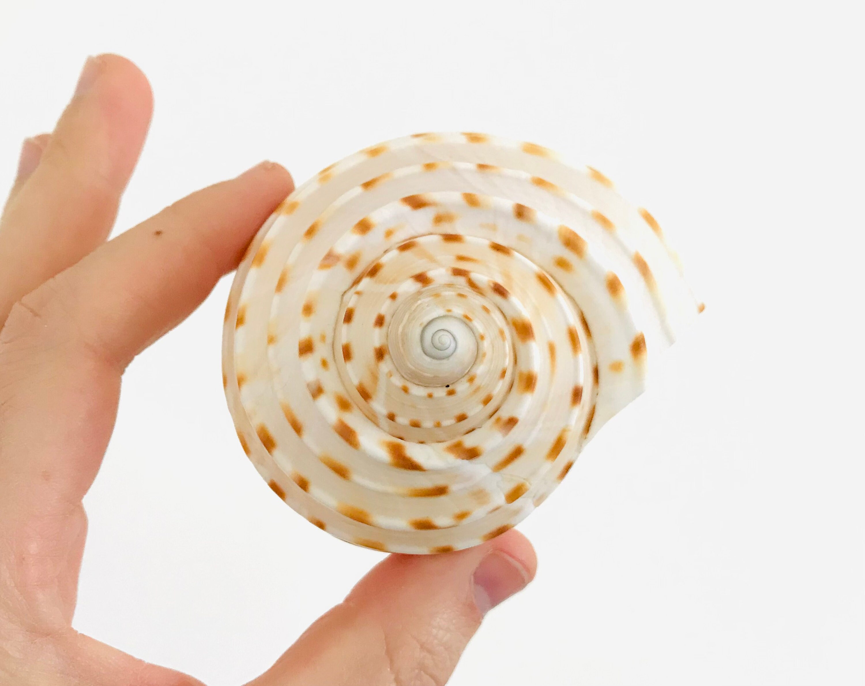 Coquillage Blanc, Tonna, Coquillage Déco, Cabinet de Curiosité, Coquillage, Exotique, Collection, Dé