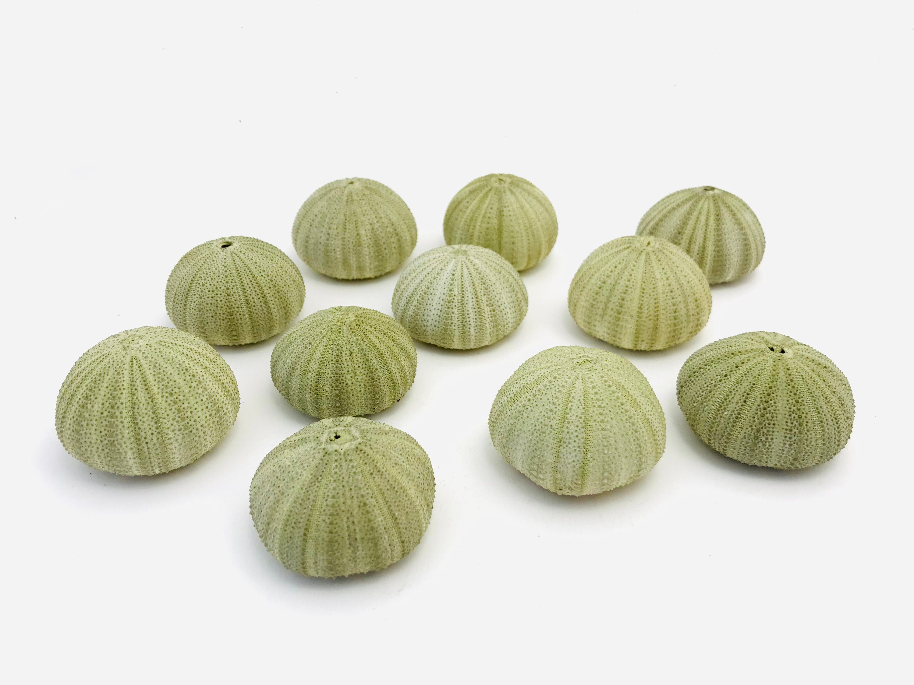 Oursin Vert, Petit Oursin, Test d'oursin, Coquillage, Coquillage Cabinet de Curiosité, Coquille Salm