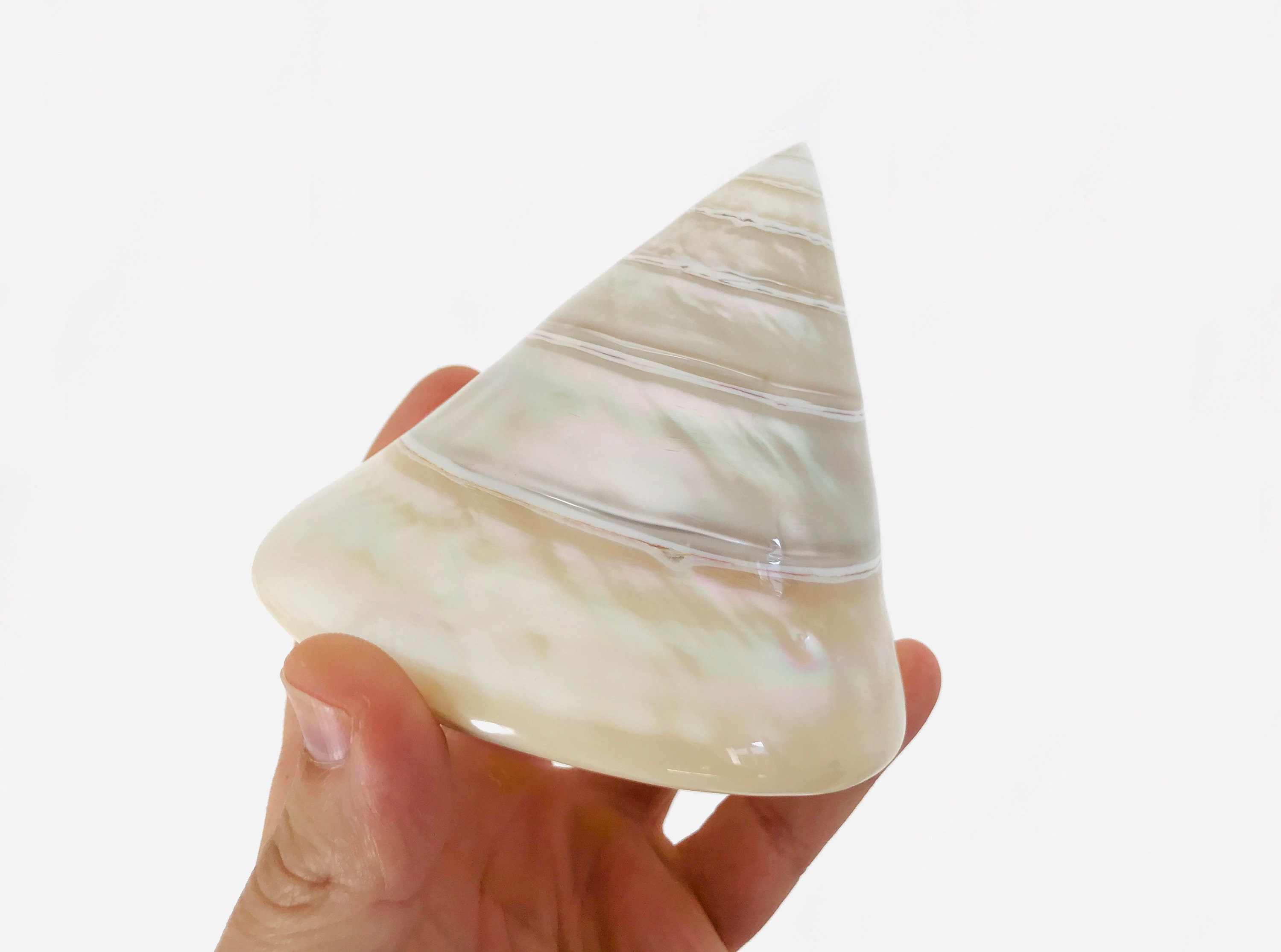 Grand Coquillage Nacré, Trocha Niloticus, Nacre, Cabinet de Curiosité, Collection, Géant