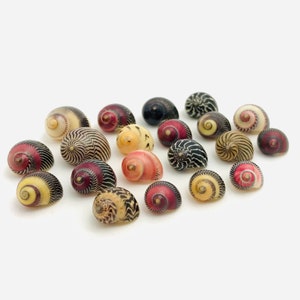 Nerite, 20 shells, curiosity cabinet, neritina, small shell, mini shell, red shell, collection shell, shell