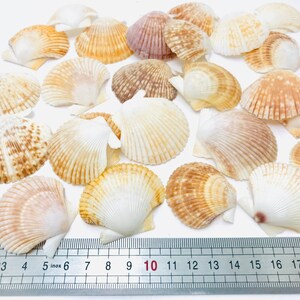 Puede incluir: Una colecci&oacute;n de 20 conchas de vieira en varios tonos de marr&oacute;n, blanco y rosa. Las conchas est&aacute;n dispuestas sobre una superficie blanca con una regla que mide 25,4 cm.