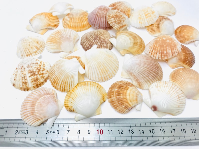 Puede incluir: Una colecci&oacute;n de 20 conchas de vieira en varios tonos de marr&oacute;n, blanco y rosa. Las conchas est&aacute;n dispuestas sobre una superficie blanca con una regla que mide 25,4 cm.