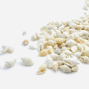 Nassa, piccola conchiglia bianca, conchiglia creativa per il tempo libero, conchiglia economica, conchiglia a peso, conchiglia a mosaico, decorazione per matrimoni