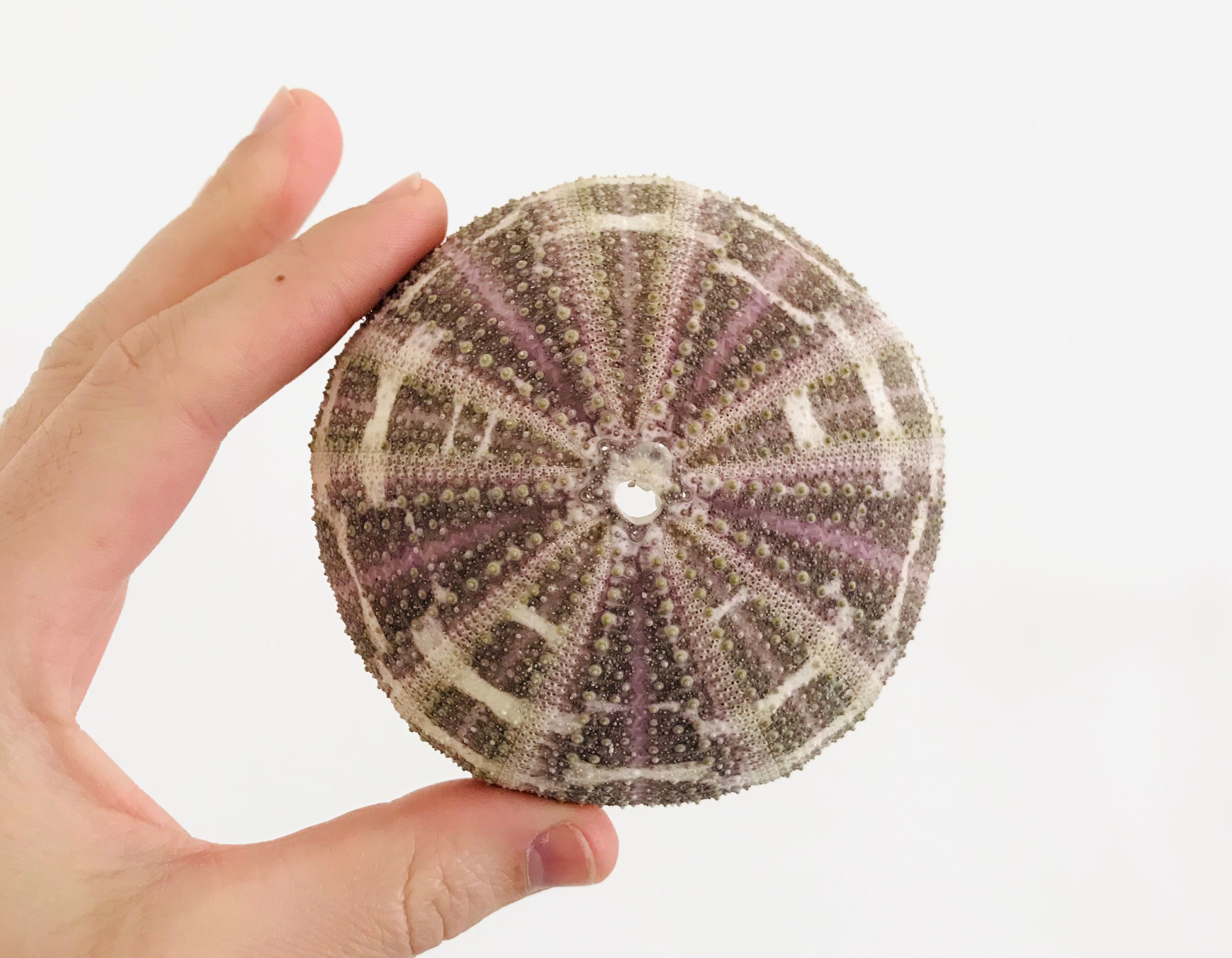 Oursin, Gros Oursin, Coquillage, Cabinet de Curiosité, Taxidermie, Test d'oursin, Coquille Achat Col