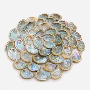 Peut inclure: Un ensemble de coquilles d'ormeau iridescentes, présentant une gamme de couleurs comprenant des bleus, des verts et des violets. Les coquilles sont disposées en cercle, avec leurs surfaces texturées et leurs formes uniques visibles. Idéal pour l'artisanat et la décoration.