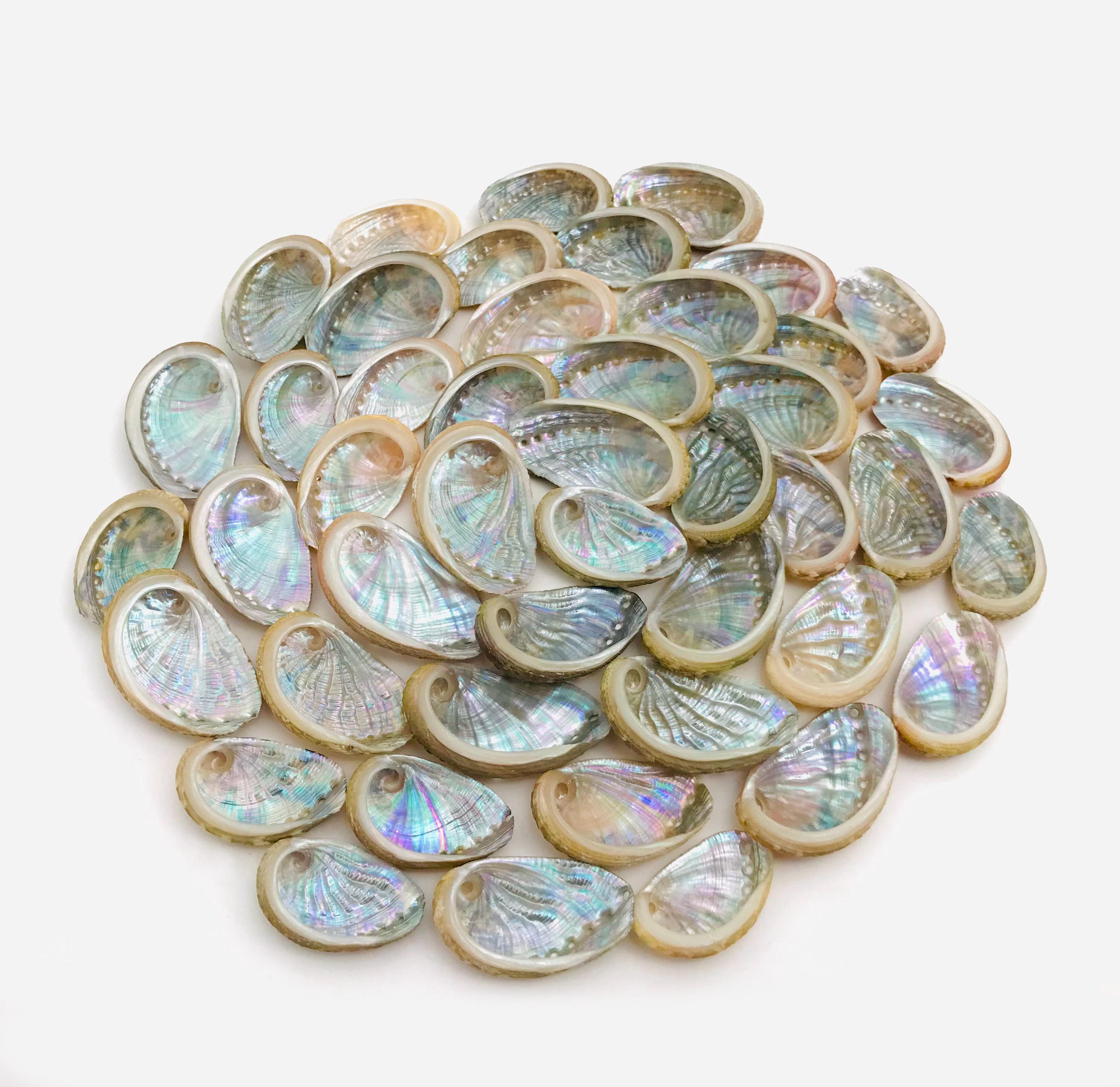 Small Pearly Abalone - Haliotis Lamellosa - Pearly Shell for Creating ...