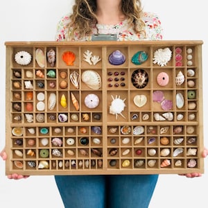 Shell frame, printer&#39;s locker, industrial decoration, curiosity cabinet, interior decoration, oddities, shell collection