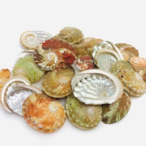 Haliotis, abalone, abalone, conchiglia perlata, gabinetto delle curiosità, ovina, madreperla, piccole conchiglie, gioielli in conchiglia, collezione, mosaico