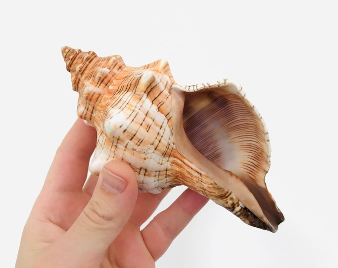 Trapezio Di Fasciolaria, Conchiglia Grande, Gabinetto - Foto 3