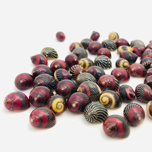 Small shell, vittina waigiensis, red shell, yellow shell, nerite, neritina, shell collection, curiosity cabinet, nerita image 1