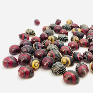 Small shell, vittina waigiensis, red shell, yellow shell, nerite, neritina, collection shell, curiosity cabinet, nerita