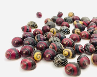 Small shell, vittina waigiensis, red shell, yellow shell, nerite, neritina, collection shell, curiosity cabinet, nerita