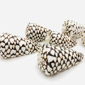 Puede incluir: Seis conchas en forma de cono con un diseño de patrón blanco y negro. Las conchas están dispuestas en una fila sobre un fondo blanco.