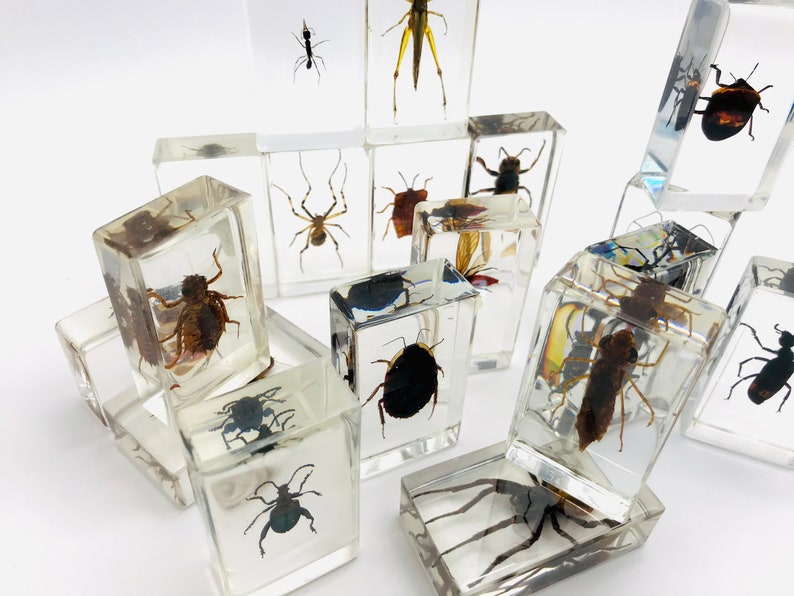 Resin Insect, Cabinet of Curiosities, Insect Collection, Resin ...
