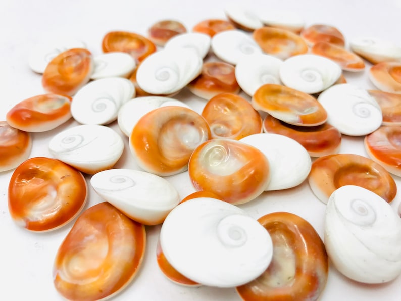 Œil de sainte lucie yeux sainte lucie œil de shiva - Etsy France