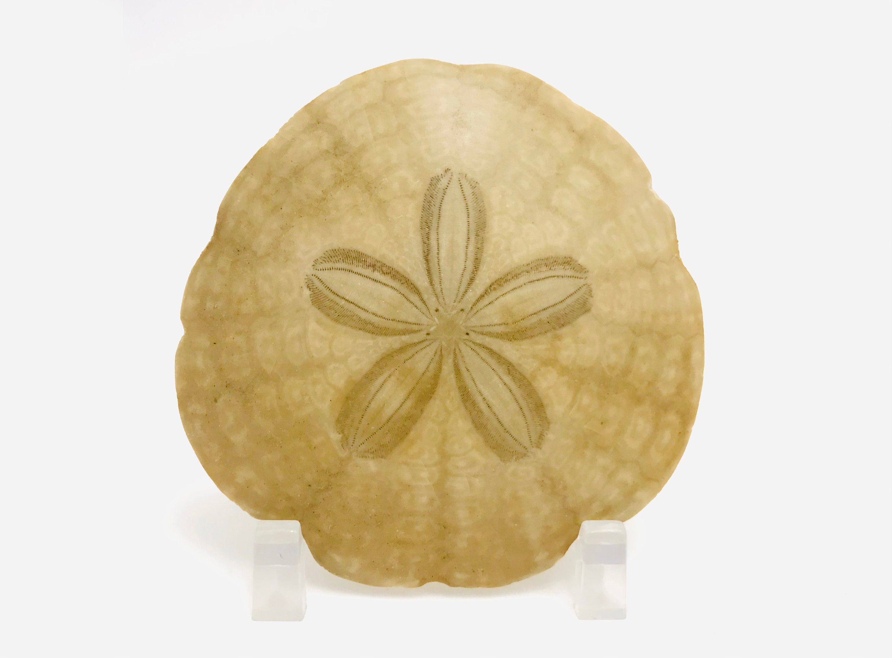 Oursin Fossile, Parascutella Faujasi, Scutella, Oursin, Collection, Cabinet de Curiosité, Miocene, F