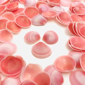 Peut inclure: Collection de coquillages roses de différentes formes et tailles. Les coquillages ont une texture lisse et brillante, avec des couleurs allant du rose pâle à une teinte corail plus foncée. Certains coquillages présentent de fines rayures blanches.