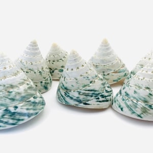 Peut inclure: Six coquillages blancs avec des motifs tourbillonnants verts et blancs. Les coquillages sont en forme de cône et ont une finition lisse et brillante.
