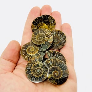 Può includere: Una collezione di fossili di ammoniti lucidati, che mostrano intricati motivi a spirale in tonalità marroni e beige. Questi antichi fossili marini sono esposti su uno sfondo bianco, evidenziando la loro bellezza naturale e le uniche formazioni geologiche.