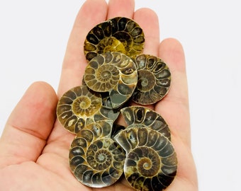 Ammonite slice, fossil ammonite, small ammonite, opalized ammonite, iridescent ammonite, fossil, cabinet of curiosities, madagascar