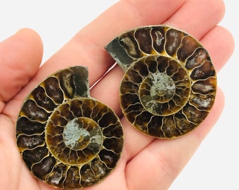 Ammonite, fossil ammonite, small ammonite, ammonite pair, lithotherapy, fossil, shell, minerals, fossil shell, nautilus