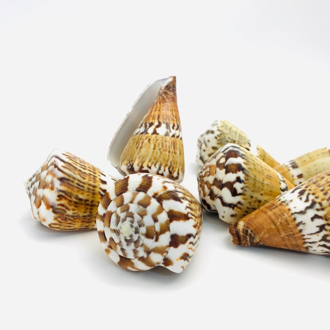 Conus Capitaneus, Cone Shell, Cabinet of Curiosities, Collector's Shell ...