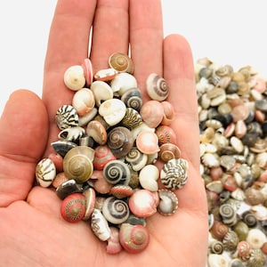 Peut inclure: Gros plan sur une main tenant un tas de petites coquillages colorés. Les coquillages sont principalement blancs, bruns et roses, et présentent une variété de motifs. Les coquillages sont disposés en tas et tous face à l'appareil photo.