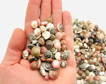 Small seashells - Umbonium - Red seashell - Cabinet of curiosities - Seashell collection - Jewelry-making bead - Small snail