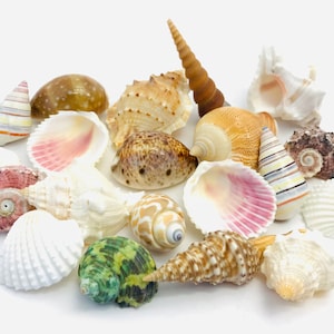 Peut inclure: Une collection de coquillages de différentes formes, tailles et couleurs, notamment blanc, rose, brun et vert. Les coquillages sont disposés sur un fond blanc.