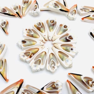 Pierced shell slices, cut shell crafts, shell heart, shell jewelry, shell pearl, shell necklace,