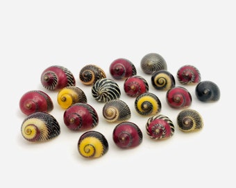 Nérite, 20 coquillages, Vittina waigiensis, petit coquillage rouge et jaune, coquillage collection, cabinet de curiosité, coquillage bijoux