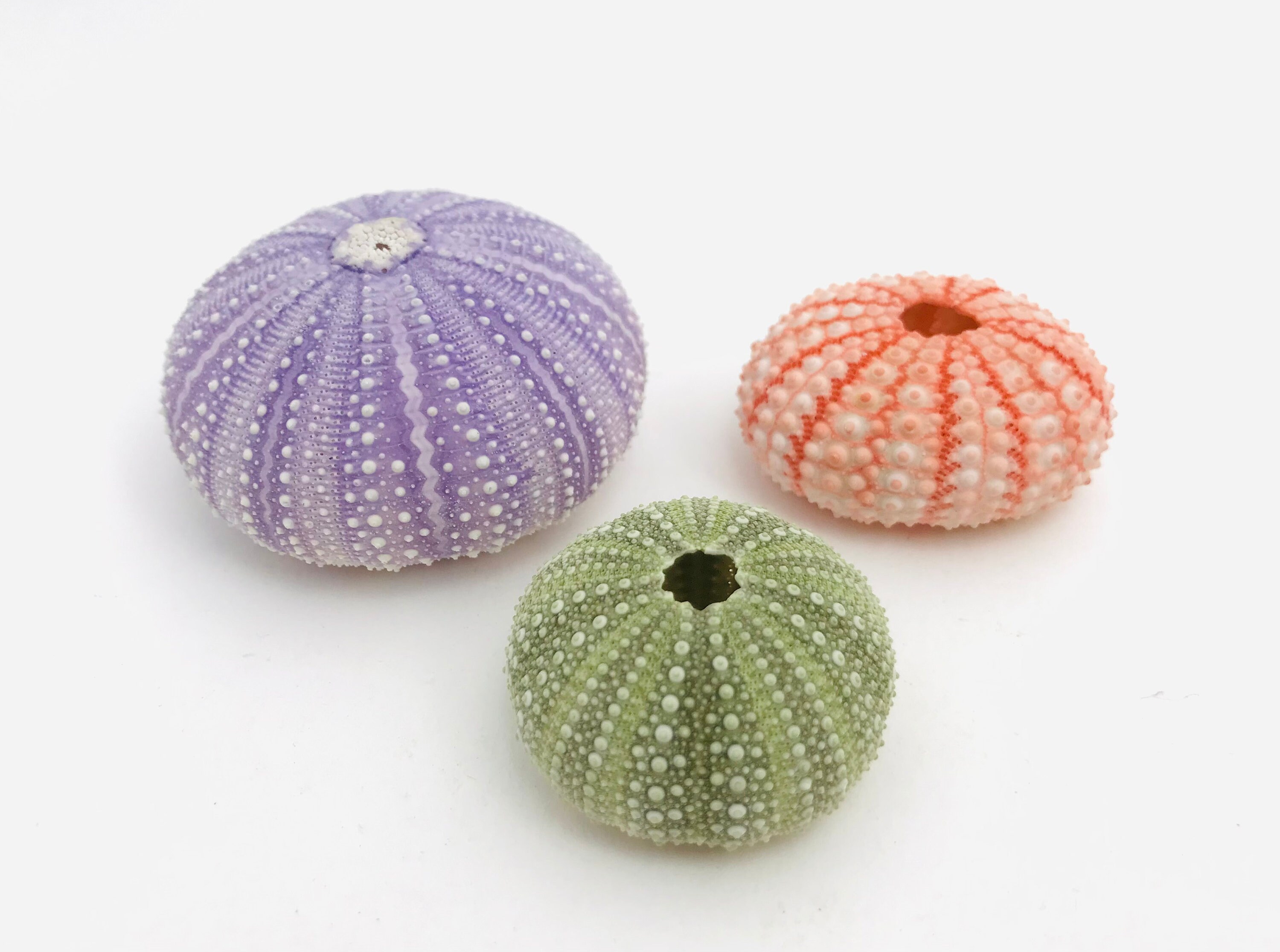 3 Oursins, Couleurs Rares, Cabinet de Curiosité, Test Oursin, Coquille Oursin Rose, Violet, Vert, Co