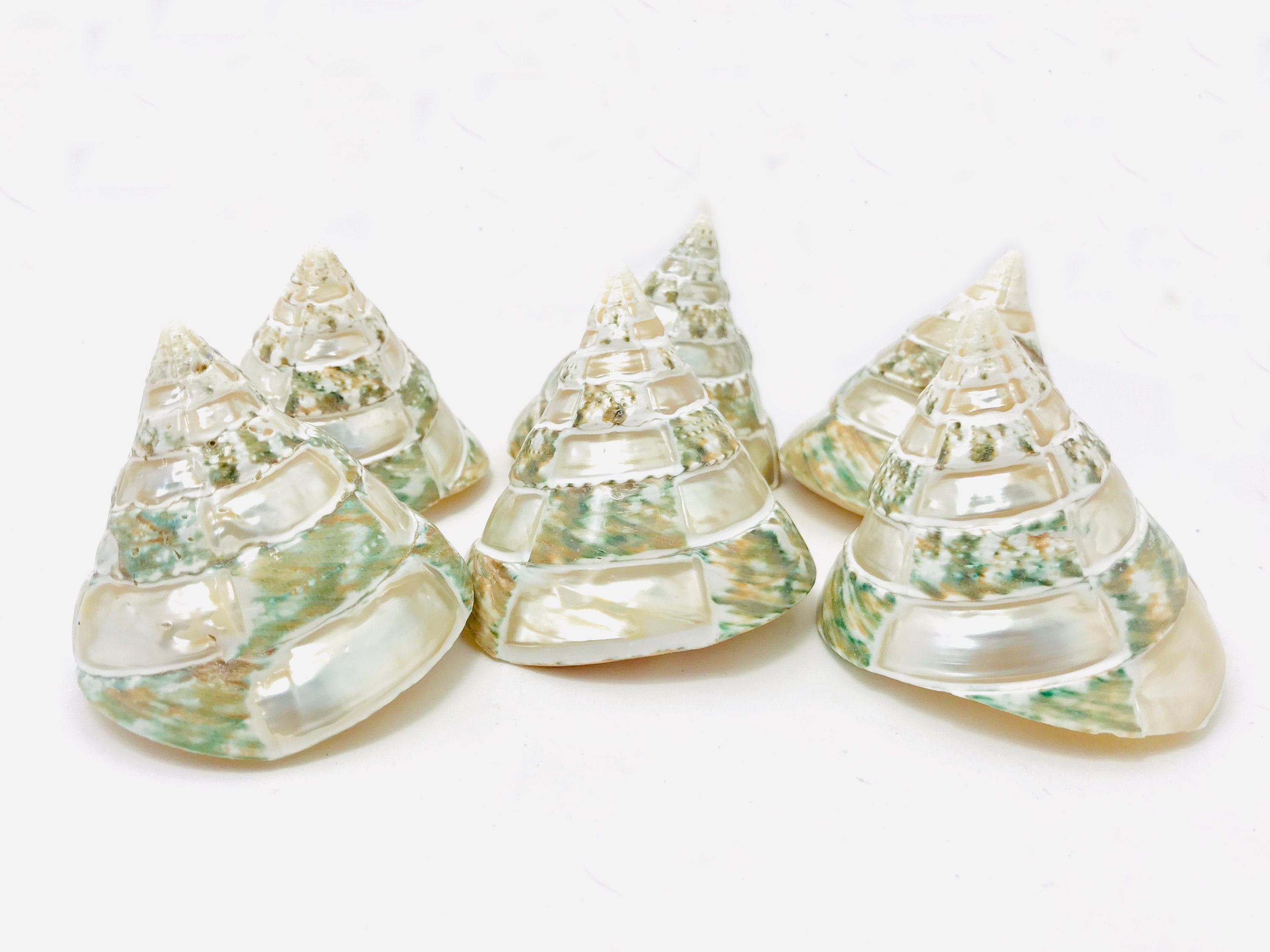 Trochus Damier, Coquillage Nacré, Décoration Mariage, Nacre, Trocha, Cabinet de Curiosité, Pour Lois