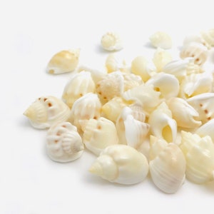 Peut inclure: Une collection de coquillages blancs de formes et de tailles variées. Les coquillages sont lisses et ont un léger éclat iridescent.