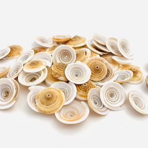 Drilled shells, small shell, shell for creative hobbies, jewelry creation, shell necklace, shell pearl, cabochon