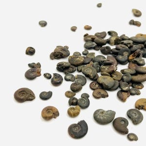 May include: A collection of small, fossilized ammonite shells in various shades of brown and tan, scattered on a white surface. The spiral shapes of the fossils are clearly visible, showcasing their intricate details. These ancient marine creatures are a testament to prehistoric life.