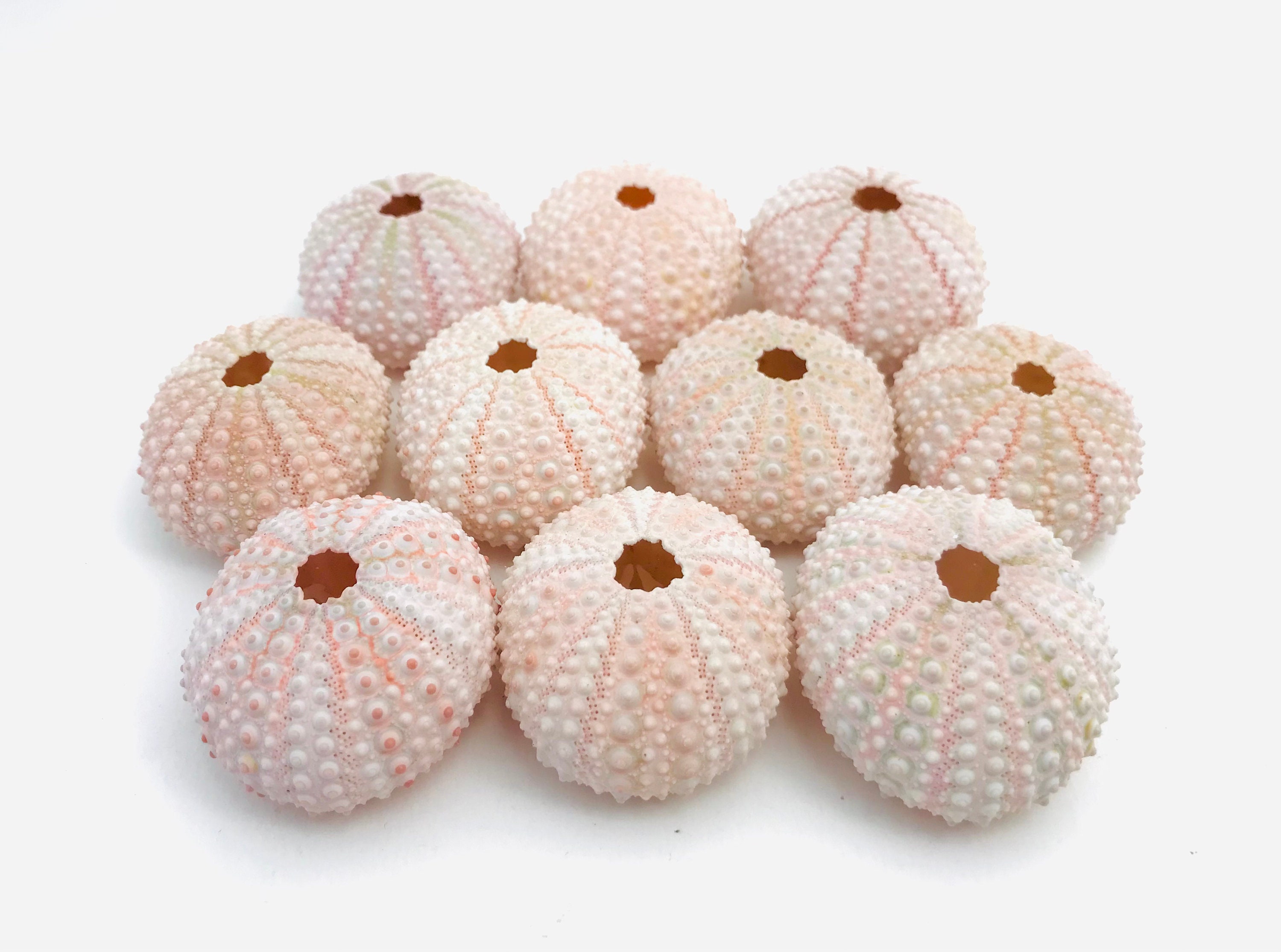 Oursin, 10 Pcs, Oursin Rose, Coquillage, Test Oursin, Taxidermie, Cabinet de Curiosité, Tillandsia, 