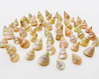 Shell, pearly shell, small shell, mini shell, mother-of-pearl, aquarium decoration, trocha, trochus, mini pearly shell