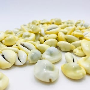 Cowrie shell, cypraea moneta, shell, porcelain, shell bracelet, creative leisure, mosaic, small white shell, yellow shell image 5